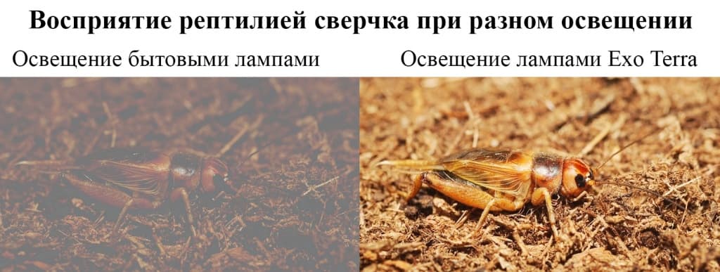 eda-dlya-yasherici.jpg eda-dlya-yasherici.jpg