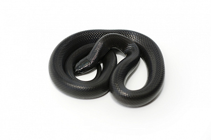 Королевская змея нигрита (Lampropeltis getula nigrita) от магазина ExoLife