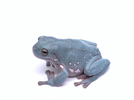 Австралийские квакши, морфные (Litoria caerulea) от магазина ExoLife