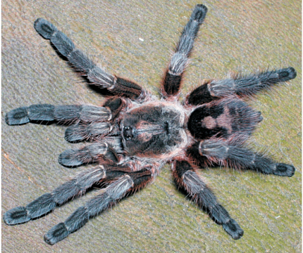 Птицеед (Avicularia rickwesti) от магазина ExoLife