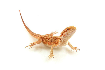 Бородатая агама "Normal Het Citrus" (Pogona vitticeps) от магазина ExoLife