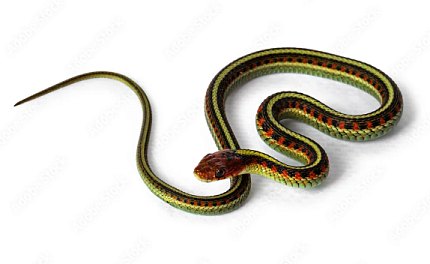 Калифорнийская краснобокая подвязочная змея (Thamnophis sirtalis infernalis) от магазина ExoLife