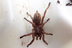 Серый бабуиновый птицеед (Pterinochilus lugardi)