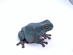 Австралийские квакши, морфные (Litoria caerulea)
