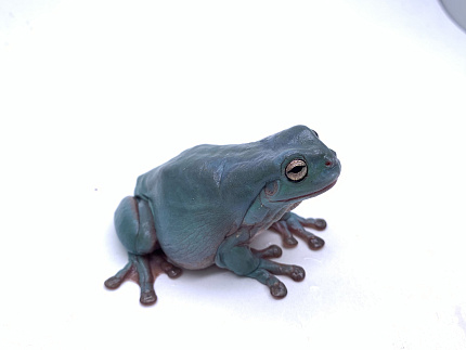 Австралийские квакши, морфные (Litoria caerulea) от магазина ExoLife
