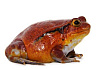 Лягушка-помидор или томатный узкорот (Dyscophus antongilii)