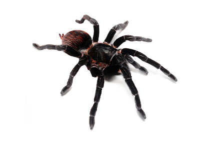 Птицеед (Brachypelma vagans) от магазина ExoLife