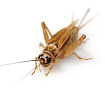 Домовой сверчок (Acheta domesticus) имаго - 2-2.5 см