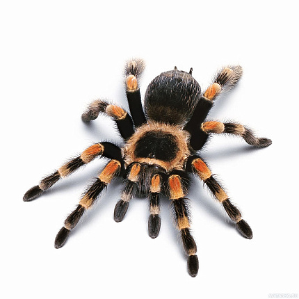Птицеед (Brachypelma Emilia) от магазина ExoLife