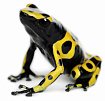 Священный древолаз (Dendrobates leucomelas)