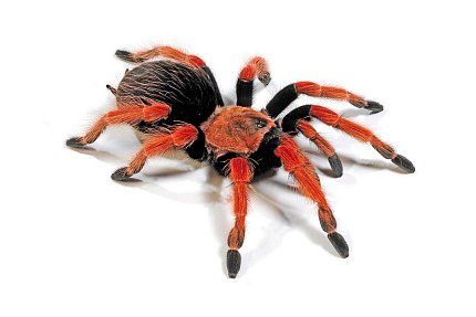 Огненноногий паук-птицеед (Brachypelma boehmei) от магазина ExoLife