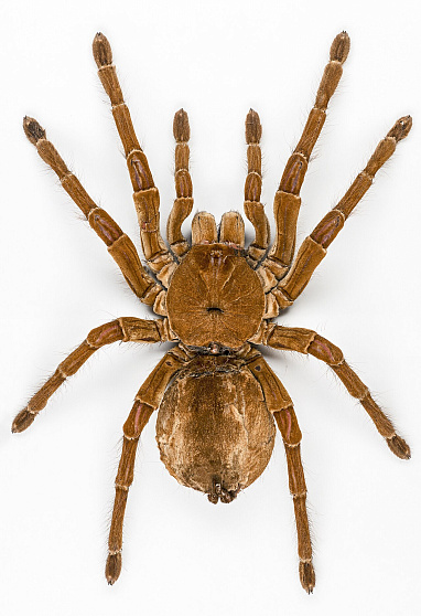 Птицеед-голиаф (Theraphosa blondi)