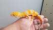 Эублефар Tangerine Albino Carrot Tail cross Blood
