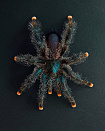 Птицеед Авикулярия металлика (Avicularia metallica)