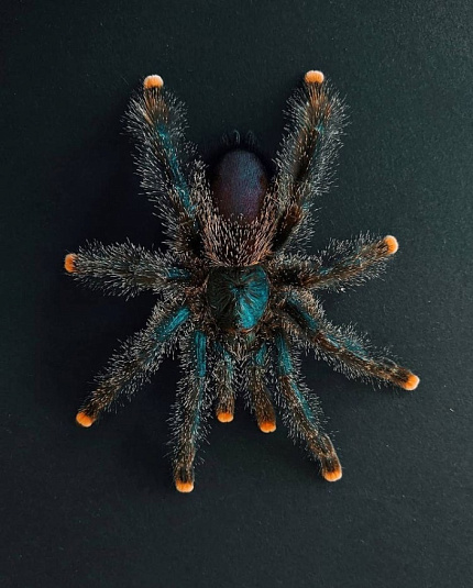 Птицеед Авикулярия металлика (Avicularia metallica) от магазина ExoLife