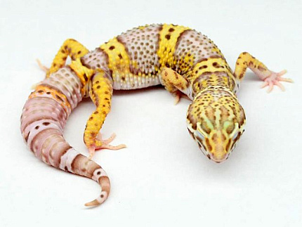 Эублефар Bell Albino от магазина ExoLife