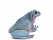 Австралийские квакши, морфные (Litoria caerulea)