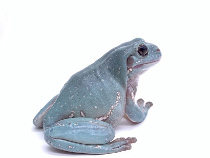 Австралийские квакши, морфные (Litoria caerulea) от магазина ExoLife