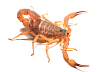 Cкорпион (Tityus serrulatus)
