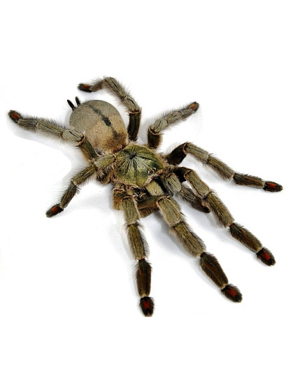 Тринидадский шеврон (Psalmopoeus cambridgei) от магазина ExoLife