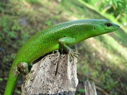 Смарагдовый сцинк (Lamprolepis smaragdina) от магазина ExoLife