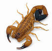 Cкорпион (Tityus stigmurus)