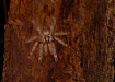 Западноафриканский древесный птицеед (Stromatopelma calceatum)