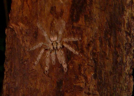 Западноафриканский древесный птицеед (Stromatopelma calceatum)