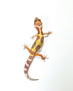 Эублефар Sunglow Stripe Het Eclipse