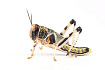 Саранча перелетная средняя ~2см (Locusta migratoria)