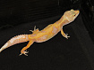 Эублефар Tangerine Albino het Hypo het Mack Snow
