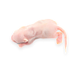 Мыши кормовые (замороженный)