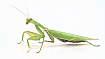 Древесный вьетнамский богомол (Hierodula sp. Vietnam)