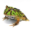 Рогатая лягушка Крэнвелла (Ceratophrys cranwelli)