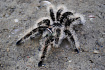 Птицеед (Brachypelma albopilosum Nicaragua)