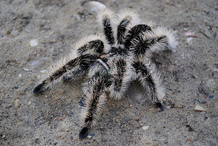Птицеед (Brachypelma albopilosum Nicaragua) от магазина ExoLife