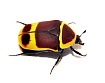Конголезская бронзовка, жук (Pachnoda marginata)