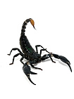 Азиатский лесной скорпион (Рeterometrus longimanus)