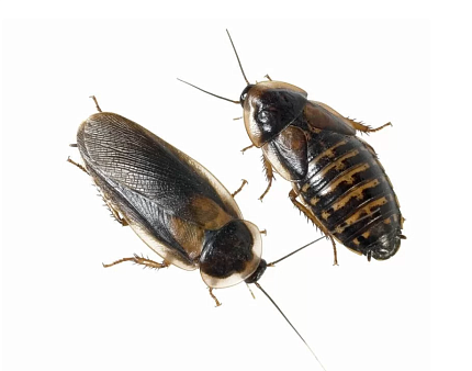 Аргентинский таракан (Blaptica dubia), средний ~ 2 см от магазина ExoLife