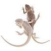 ПОД ЗАКАЗ: Бородатая агама "Hypo Zero" (Pogona vitticeps)
