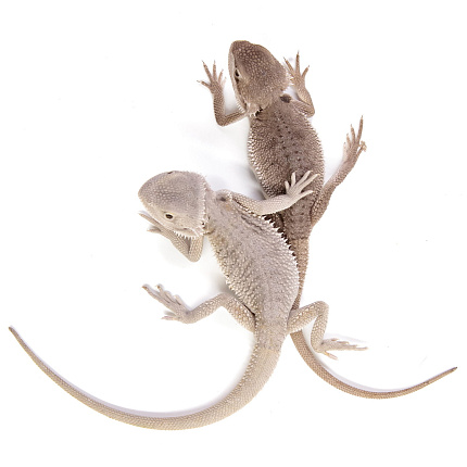 ПОД ЗАКАЗ: Бородатая агама "Hypo Zero" (Pogona vitticeps) от магазина ExoLife
