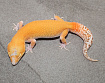 Эублефар Bell Albino Eclipse het RAPTOR