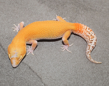 Эублефар Bell Albino Eclipse het RAPTOR от магазина ExoLife