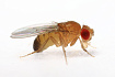 Муха не летающая дрозофила хидея (Drosophila hydei)