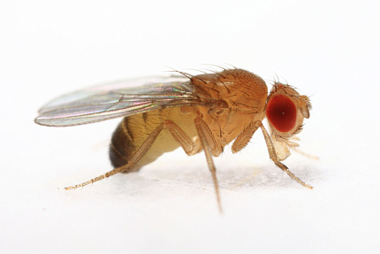 Муха не летающая дрозофила хидея (Drosophila hydei) от магазина ExoLife