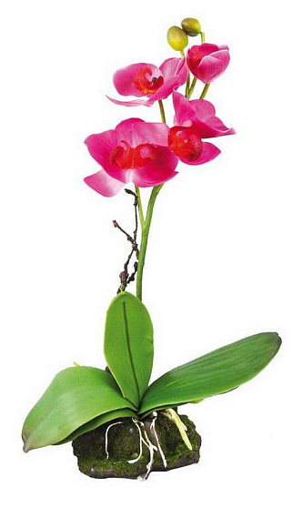 Декоративное растение "Orchid pink" от магазина ExoLife