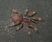 Коста-риканский оранжеворотый птицеед (Psalmopoeus reduncus)