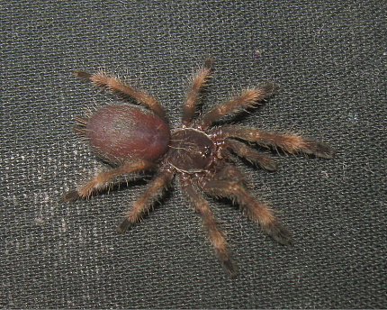 Коста-риканский оранжеворотый птицеед (Psalmopoeus reduncus)