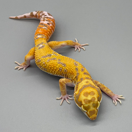 Эублефар Tangerine Albino het Hypo het Mack Snow от магазина ExoLife