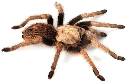 Аризонский светлый птицеед (Aphonopelma chalcodes)